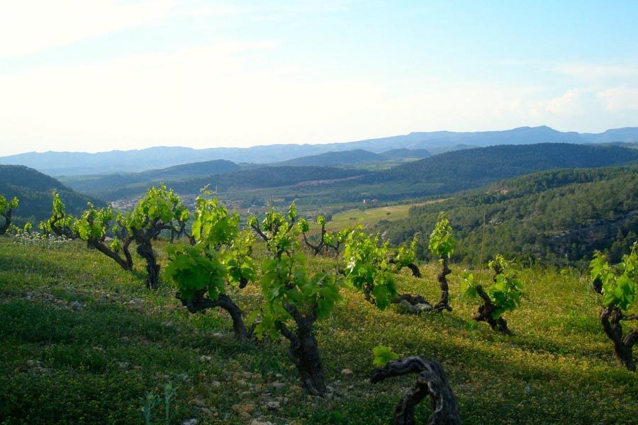 Vinyes Domenech Vinedo Barcelona