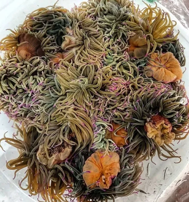 Restaurante Bonanova Mariscos