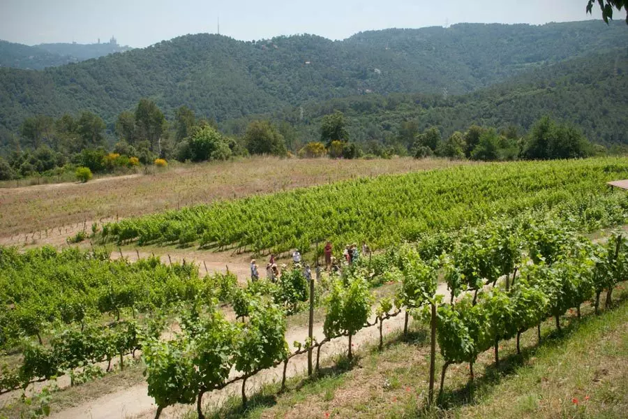 Can Calopa Vinedo Cataluna