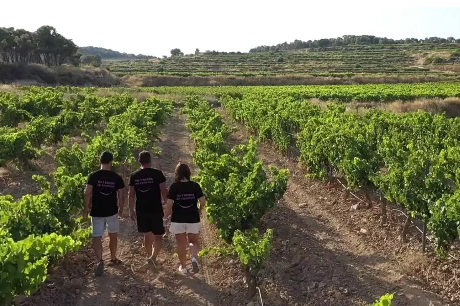 Celler Rialla Vinedo BArcelona